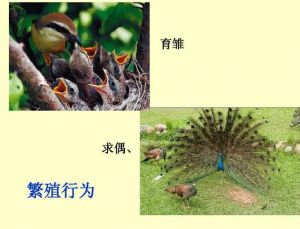動(dòng)物繁殖