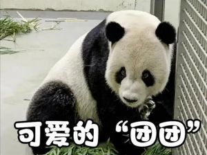 大熊貓團(tuán)團(tuán)