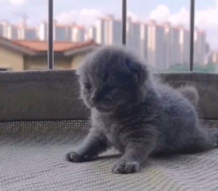 果凍是只可愛貓 果凍是只可愛貓